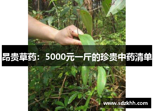 昂贵草药：5000元一斤的珍贵中药清单